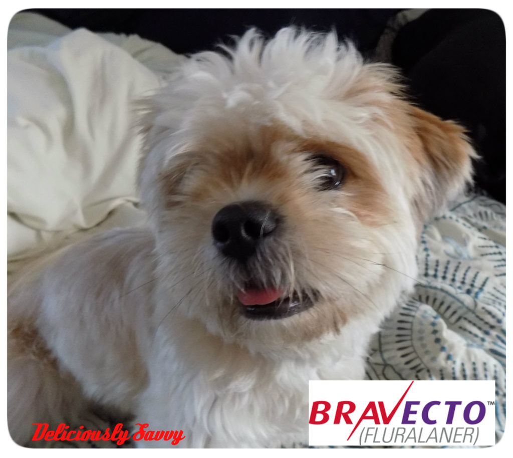 Best Tick Protection For Dogs Bravecto Best Tick Protection For Dogs Bravecto