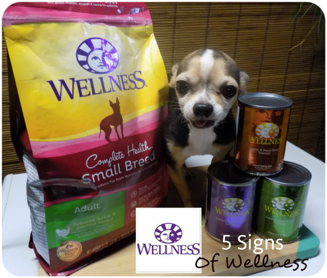 Petsmart wellness outlet small breed