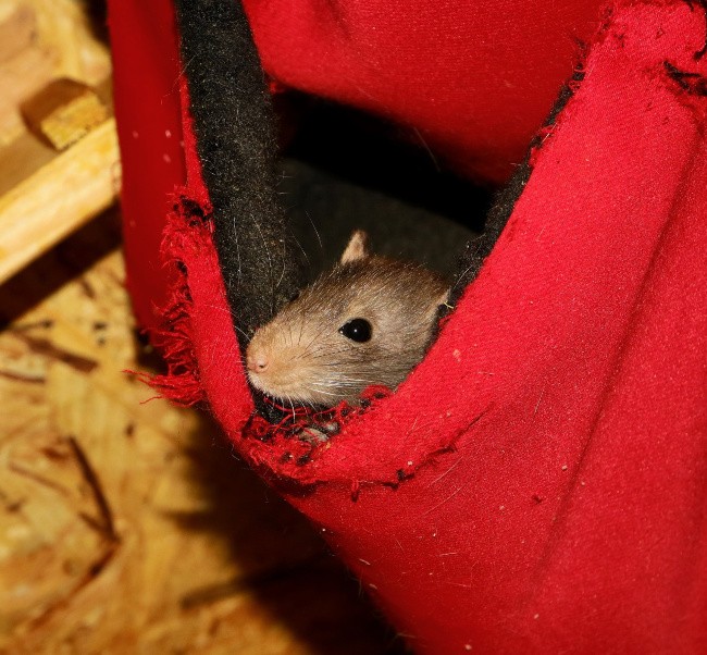 6 Methods to Stop Mice from Entering Your Home