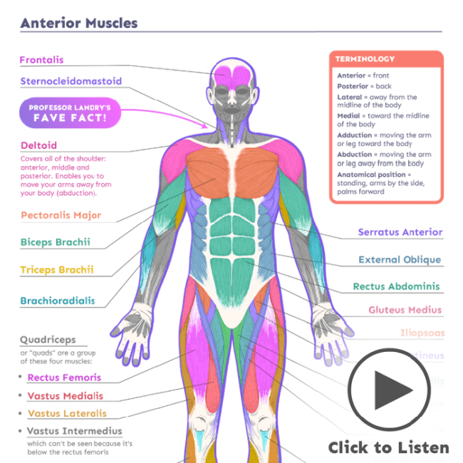 Science Trek Muscles Check Out Greg Landry’s Homeschool Online Science Labs! ~ Deliciously Savvy