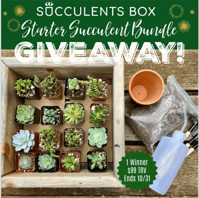 Succulents Box Starter Succulent Bundle Giveaway ~ Ends 10/31 @TheSucculentsBox @DeliciouslySavv #MySillyLittleGang