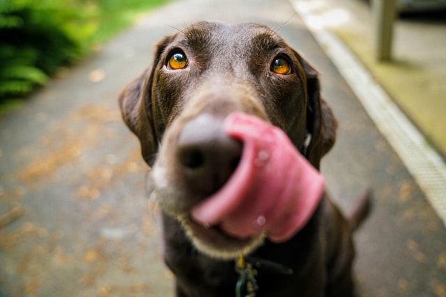 do dogs know their birthdays