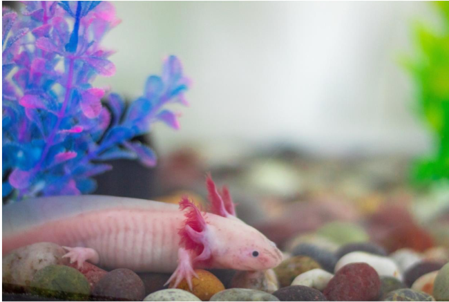DIY Axolotl Tank Lid - more pics in comments. : r/axolotls