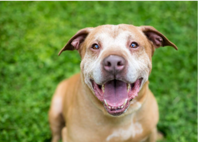 How to Have a Happy Dog: 4 Great Tips