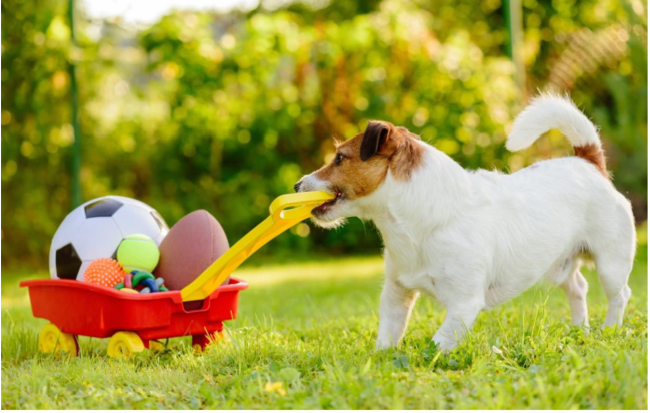 7 Fun Dog Activities to Bond With Your Furry Friend