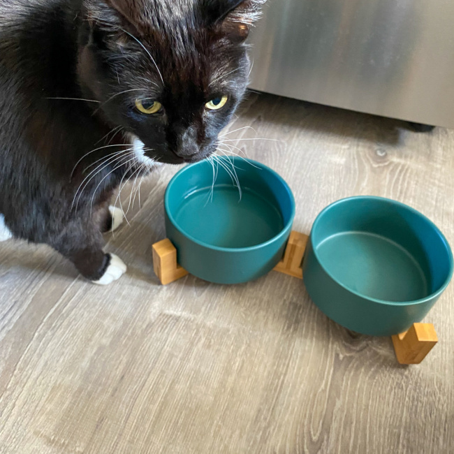 SpunkyJunky 'Feed Your Pet With Love' Pet Bowl Giveaway! #MySillyLittleGang
