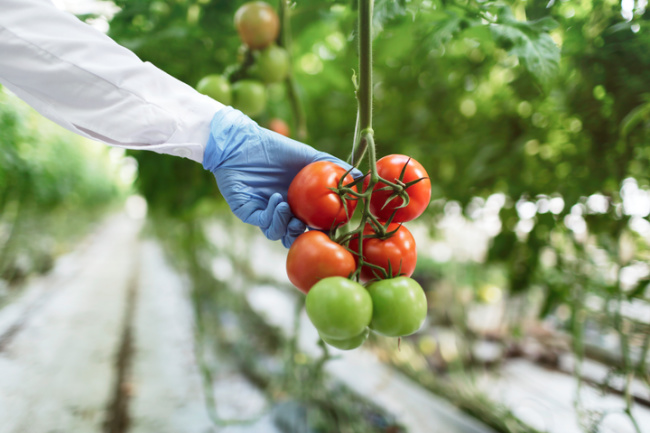 How an Experienced Lawyer Can Help With a Food Contamination Case