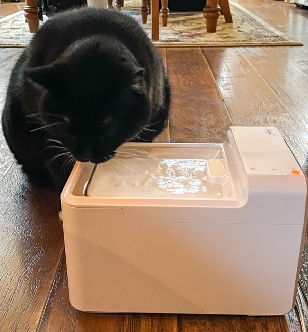 Why You Need to Keep Your Pet's Fountain Water Clean and Tasty