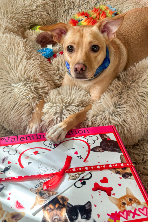 Kara's Paws & Wet Noses Mystery Box Giveaway #MySillyLittleGang